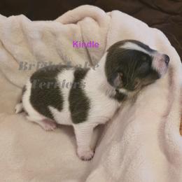 Kindle - White and blue female Teddy Roosevelt Terrier puppy in Milaca, Minnesota from Bright Lake Terriers