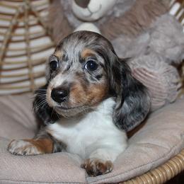 Boy 4 - Blue and tan male Dachshund puppy in Craig, Colorado from Rocky Mountain Shih Tzus and Dry Creek Miniature Dachshunds