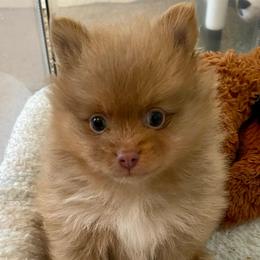 Elio - Beaver male Pomeranian puppy in Bentonville, Arkansas from Hummingbird & Fox