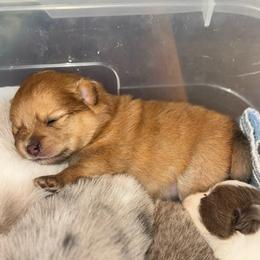 Girl c - Red female Pomeranian puppy in Knoxville, Tennessee from Thea's Puppies