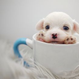 Companion Cross, Mal-Shi, Maltese, Maltipoo, Morkie, and Shih Tzu Puppies from Seeking Shalom Acres Maltese, Maltipoos & Havamalts