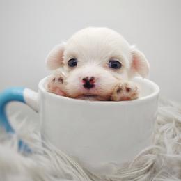 Companion Cross, Mal-Shi, Maltese, Maltipoo, Morkie, and Shih Tzu Puppies from Seeking Shalom Acres Maltese, Maltipoos & Havamalts