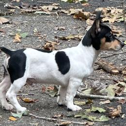 Butler - White and black male Teddy Roosevelt Terrier puppy in Cumming, Georgia from Barnett’s Rambling Terriers