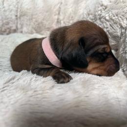 Meet sweet Zaria - Wild boar female Dachshund puppy in Proctor, Montana from Blue Star Dachshunds