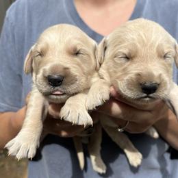 Dachshund and Golden Retriever Puppies from HS Goldens