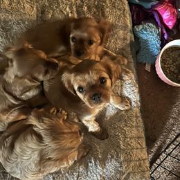 Cavalier King Charles Spaniel puppies from Cavaliers of Chestatee