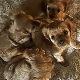 Cavalier King Charles Spaniel puppies from Cavaliers of Chestatee