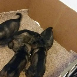 German Shepherd Puppies from Guamany K9 Vomhaus