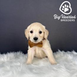 Binx - Cream male Goldendoodle puppy in Utah County, Utah from Big Hearted Breeders