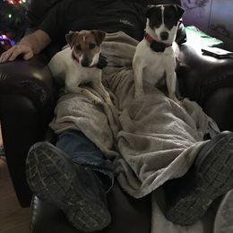 Jack Russell Terrier and Labrador Retriever All Grown Up from Rose Haven farm