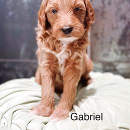 Gabriel - Apricot male Goldendoodle puppy in Pasco, Washington from Camp Doodle Woods