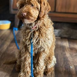 Australian Labradoodle Puppies from Clear Water Labradoodles