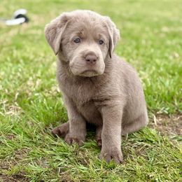 Heart - Silver Dilute Retriever puppy in Rockwall, Texas from T3 Pups