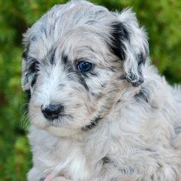 Beans (lavender collar) - Merle female Sheepadoodle puppy in Mouth Of Wilson, Virginia from HoneyBunn Doodle Co.
