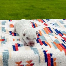 Orange - Blue speckled female Australian Cattle Dog puppy in Spokane, Washington from 4D Cattle Dogs