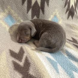 Turtle - Fawn (isabella) and tan male Dachshund puppy in Choctaw, Oklahoma from Danica’s Dachshunds