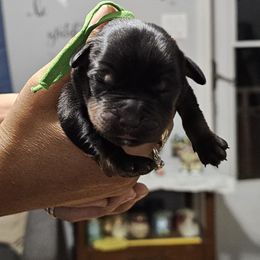 Boy 3 - Black and mahogany male Rottweiler puppy in Seale, Alabama from A & Y Guardian Rottweiler