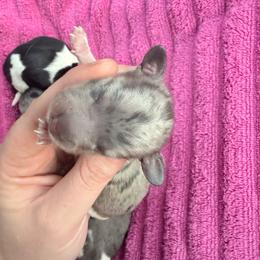 Blue dapple piebald female - Dapple female Dachshund puppy in Umatilla County, Oregon from Divine Dogs