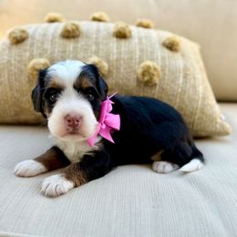 LILO - Tri-color female Bernedoodle puppy in Murray, Utah from Sun Valley Doodles