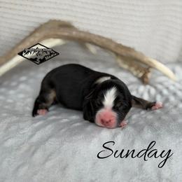 Sunday - Black tri male Miniature Australian Shepherd puppy in Cody, Wyoming from Quartz Creek Aussies