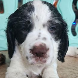 Mr Orange - White and liver male English Springer Spaniel puppy in Montville, Connecticut from Hillside Springs Farm