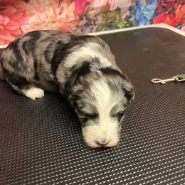 Dorthy - Merle female Bernedoodle puppy in Winfield, Alabama from Rose Lane Doodles