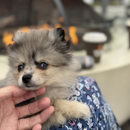 Mica - Merle male Pomsky puppy in San Diego, California from Pine & Sea Poms and Pomskies