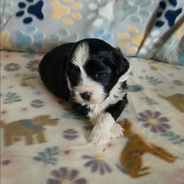Panda - Black and white male Shihpoo puppy in Wakeman, Ohio from Gemstone Puppies