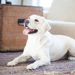 Forrest - Labrador Retriever