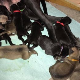 Great Dane All Grown Up from Pegasus Great Danes
