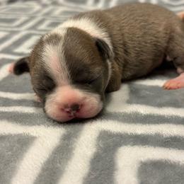 Boy 1 - Lilac male Boston Terrier puppy in Red Rock, Arizona from Cortes Boston Terriers