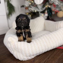 Frosty - Black tri-color male Aussiedoodle puppy in Sweetwater, Florida from Sandy Snout Doodles