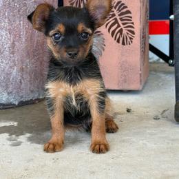 Max - Black and tan male Yorkshire Terrier puppy in Delta, Colorado from SATA Kennels