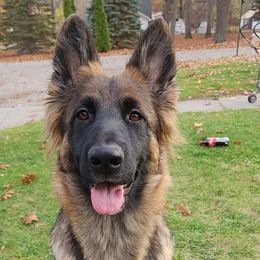 German Shepherd All Grown Up from Vom Haus Myers German Shepherds