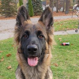 German Shepherd All Grown Up from Vom Haus Myers German Shepherds