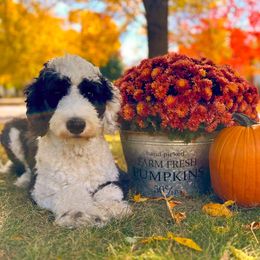 Spot - Sheepadoodle