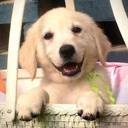 Golden Retrievers from Aurelia Retrievers