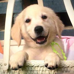 Golden Retrievers from Aurelia Retrievers
