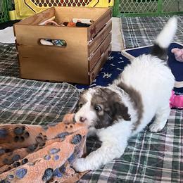 Doc - Sable female Aussiedoodle puppy in Springfield, Missouri from Doodle Dandy Bernedoodles & Aussiedoodles