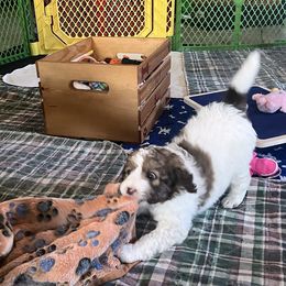 Doc - Sable female Aussiedoodle puppy in Springfield, Missouri from Doodle Dandy Bernedoodles & Aussiedoodles
