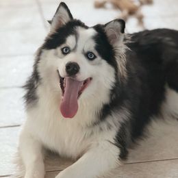 Bravo - Gray and white male Pomsky puppy in Lewiston, Minnesota from Family Pomsky