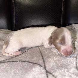 Crinkle Fry - Dapple male Dachshund puppy in Dawsonville, Georgia from Sweet Peach Minis