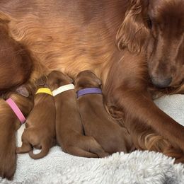 Irish Setter puppies from Rocky Mountain Irish Setters