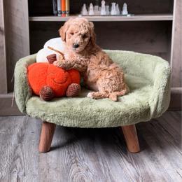 Mozzarella - Apricot female Goldendoodle puppy in Winter Park, Florida from Doodles & Poodles by Tiki