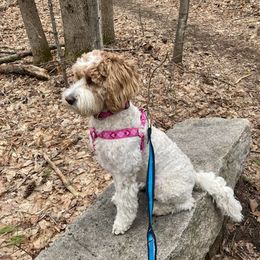 Ruby - Australian Labradoodle
