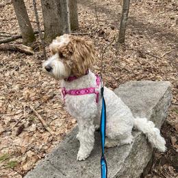 Ruby - Australian Labradoodle