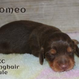 Romeo - Chocolate and tan male Dachshund puppy in Paris, Texas from Kuttin’ Up Mini Aussies
