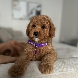 Purple Collar Girl - Red  female Poodle puppy in Charlotte, North Carolina from Bruno & Co. Puppies