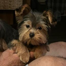 Cali-click for price,info - Black and tan female Yorkshire Terrier puppy in Kingston, Oklahoma from Lake Life