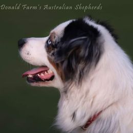 Shadow - Australian Shepherd